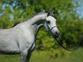 male-grafity-do-cyrkla-fiolka-5szt-grand-wklady-grafitowe-zestaw-30-sztuk