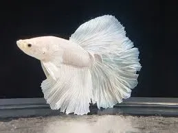 zszywki-zszywki-24-8