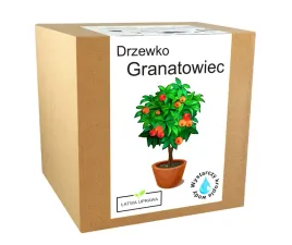 zestaw-do-uprawy-drzewka-bonsai-granatowiec-granat