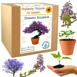 prezent-na-dzien-dziadka-drzewko-szczescia-bonsai