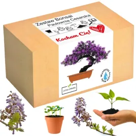 prezent-na-walentynki-drzewko-bonsai-paulownia