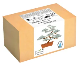 zestaw-do-uprawy-drzewko-bonsai-eukaliptus-srebrny