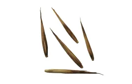 nasiona-bambus-mrozoodporny-phyllostachys-bambusa