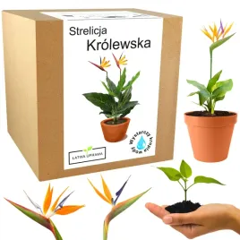 zestaw-do-uprawy-strelicja-krolewska-rajski-ptak