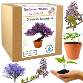 prezent-na-dzien-babci-drzewko-szczescia-bonsai