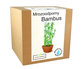 bambus-zestaw-do-uprawy-bambus-mrozoodporny-20-c