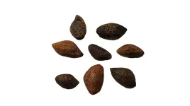 nasiona-sosna-japonska-czarna-drzewko-bonsai-pinus