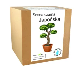 zestaw-do-uprawy-bonsai-sosna-czarna-japonska
