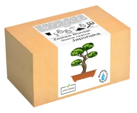 zestaw-do-uprawy-bonsai-sosna-czarna-japonska