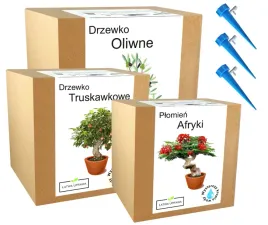 mix-zestawow-do-uprawy-drzewa-ozdobne-afryki-kwiat