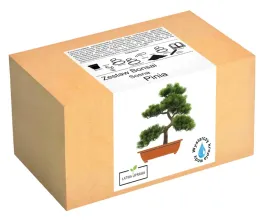 zestaw-do-uprawy-drzewka-bonsai-sosna-pinia-nasion
