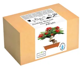 zestaw-do-uprawy-drzewka-bonsai-plomien-afryki