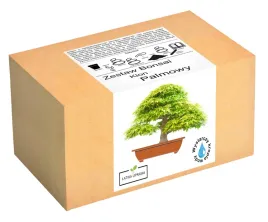 zestaw-do-uprawy-drzewka-bonsai-klon-palmowy-lisc