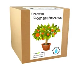 zestaw-do-uprawy-pomarancza-drzewko-pomaranczowe