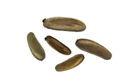 nasiona-plomien-afryki-najpiekniejsze-drzewo-swiat