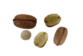 nasiona-palmy-mix-mrozoodporna-do-ogrodu-wysoka