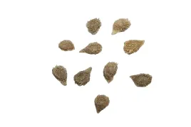 nasiona-pomidor-zolty-koktajlowy-megagroniasty