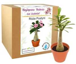 zestaw-do-uprawy-roza-pustyni-prezent-dzien-babci