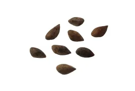 nasiona-swierk-srebrny-na-pniu-galazki-naturalny