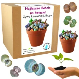 zestaw-do-uprawy-zywe-kamienie-prezent-dzien-babci