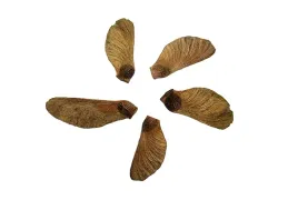 nasiona-klon-palmowy-na-pniu-drzewko-bonsai-barwny