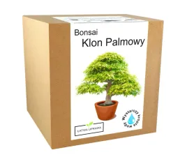 zestaw-do-uprawy-drzewko-bonsai-klon-palmowy-lisc