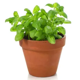 nasiona-bazylia-wlasciwa-zielona-zwyczajna-ziolo