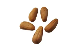 nasiona-sosna-pinia-pinus-pinea-bonsai-orzech-pini