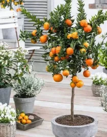 nasiona-drzewko-pomarancza-citrus-mrozoodporna