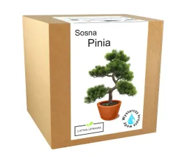 zestaw-do-uprawy-drzewko-bonsai-sosna-pinia-orzech