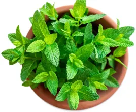 nasiona-mieta-pieprzowa-ziola-aromat-eko-parapet