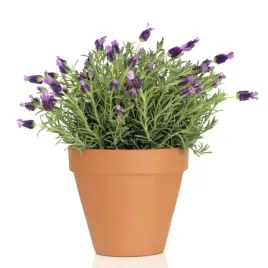 nasionka-lawenda-odstraszajaca-komary-ladny-zapach