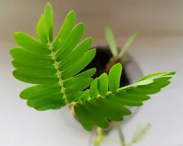 nasiona-mimoza-mimosa-wstydliwa-rozowa-pudica-lisc