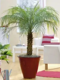 nasiona-palma-mieszanka-salon-piekna-ladna-duza