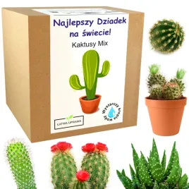 zestaw-do-uprawy-kaktusy-mix-prezent-dzien-dziadka