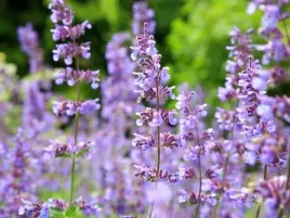 nasiona-kocimietka-dla-kota-nepeta-cataria-zabawa