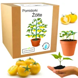 zestaw-do-uprawy-pomidor-koktajlowy-zolty-cherry