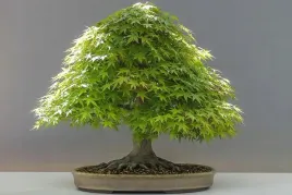 nasiona-klon-palmowy-na-pniu-drzewko-bonsai-barwny