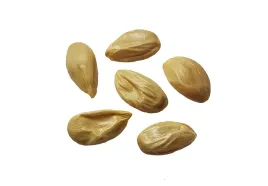 nasiona-drzewko-pomarancza-citrus-mrozoodporna