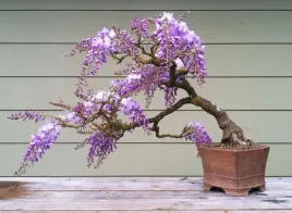 nasiona-glicynia-chinska-najpiekniejsze-pnacze