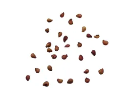 nasiona-poziomka-rugia-caloroczna-soczysta-slodka