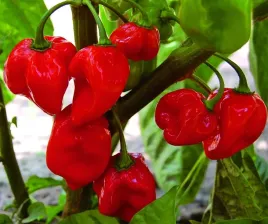 nasiona-papryka-chili-habanero-czerwona-ostra-red