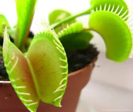 nasiona-mucholowka-na-muchy-mole-i-komary-dionaea