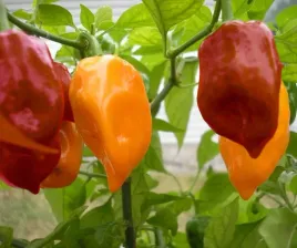 nasiona-papryka-chili-habanero-mix-na-ostry-sos