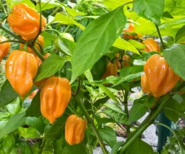 nasiona-papryka-chili-habanero-zolta-limon-b-ostra