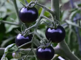 nasiona-pomidor-black-cherry-koktajlowe-slodkie