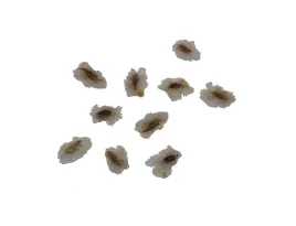 nasiona-paulownia-cesarska-drzewko-szczescia