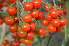 nasiona-pomidor-vilma-wczesny-karlowy-koktajlowy