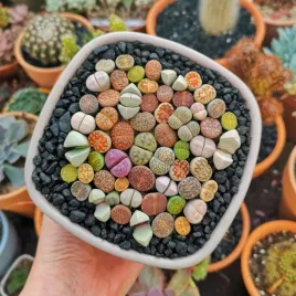 nasiona-zywe-kamienie-szczescia-lithops-kwiaty