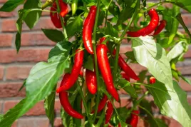 nasionka-papryczki-de-cayenne-mega-ostra-chili-red